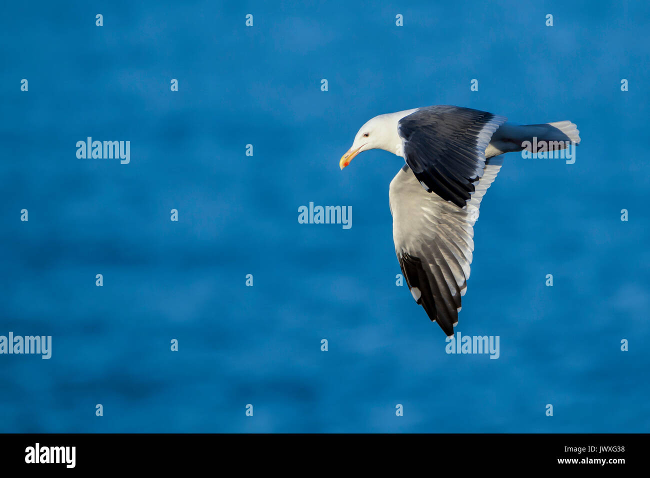 Ein Kalifornien Seagull steigt entlang der Pazifikküste. Stockfoto