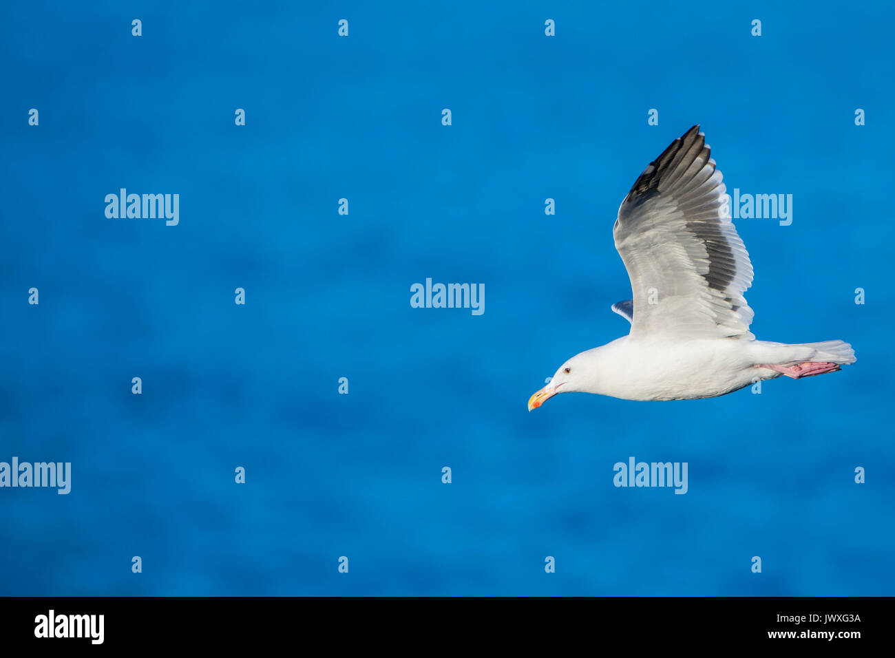 Ein Kalifornien Seagull steigt entlang der Pazifikküste. Stockfoto