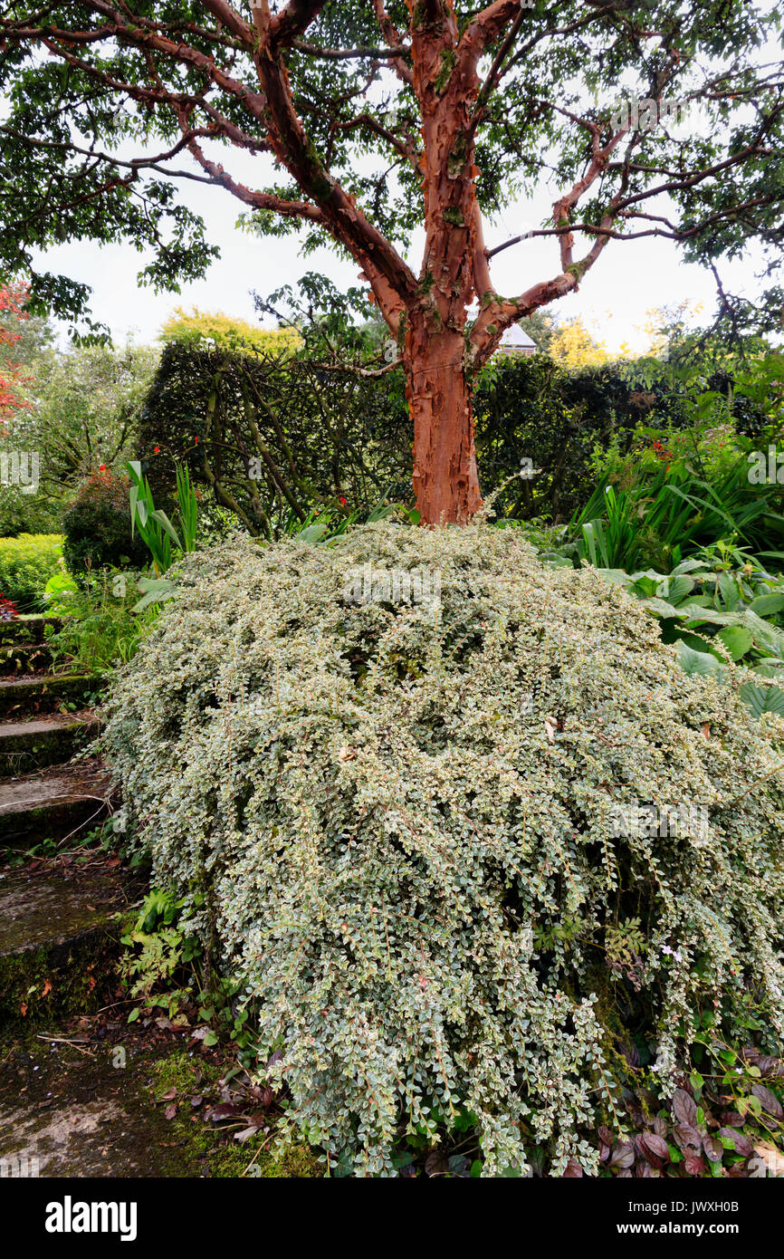 Geringe Verbreitung Strauch, Cotoneaster horizontalis 'Variegata' underplants schälen die Rinde Stamm und Stengel von Acer griseum im Garden House Stockfoto