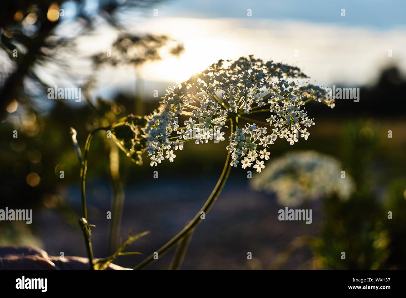 Sommer. Sonnenuntergang. Die Strahlen der Sonne, die Blume mit kleinen weißen Blüten leuchten. Kostroma, Russland. Landschaft, Natur. Blume in der Sonne Stockfoto