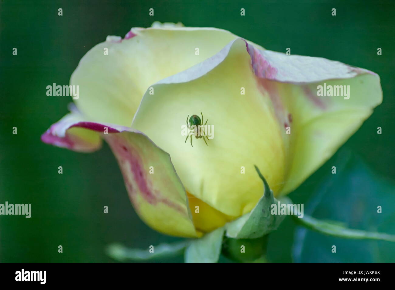 Single frische gelbe Rose Blüte Blume mit Spinne im Garten, Sofia, Bulgarien Stockfoto