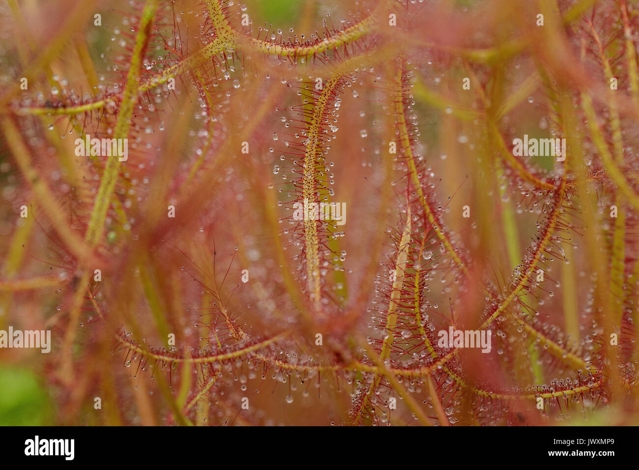 Makrofotografie eines Drosera binata var multifida fleischfressende Pflanze Stockfoto