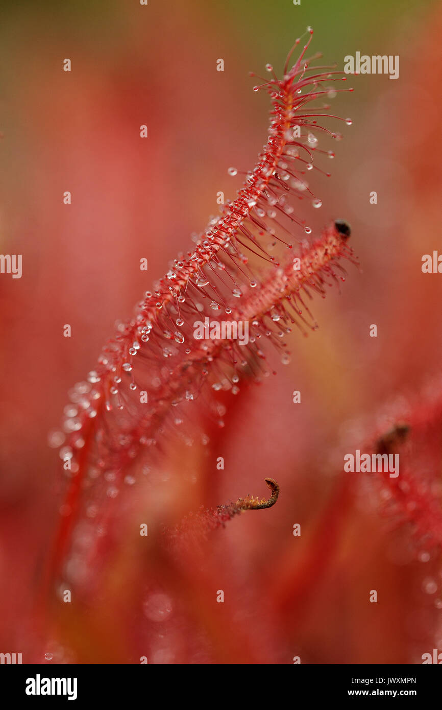 Makrofotografie eines Drosera binata fleischfressende Pflanze Stockfoto