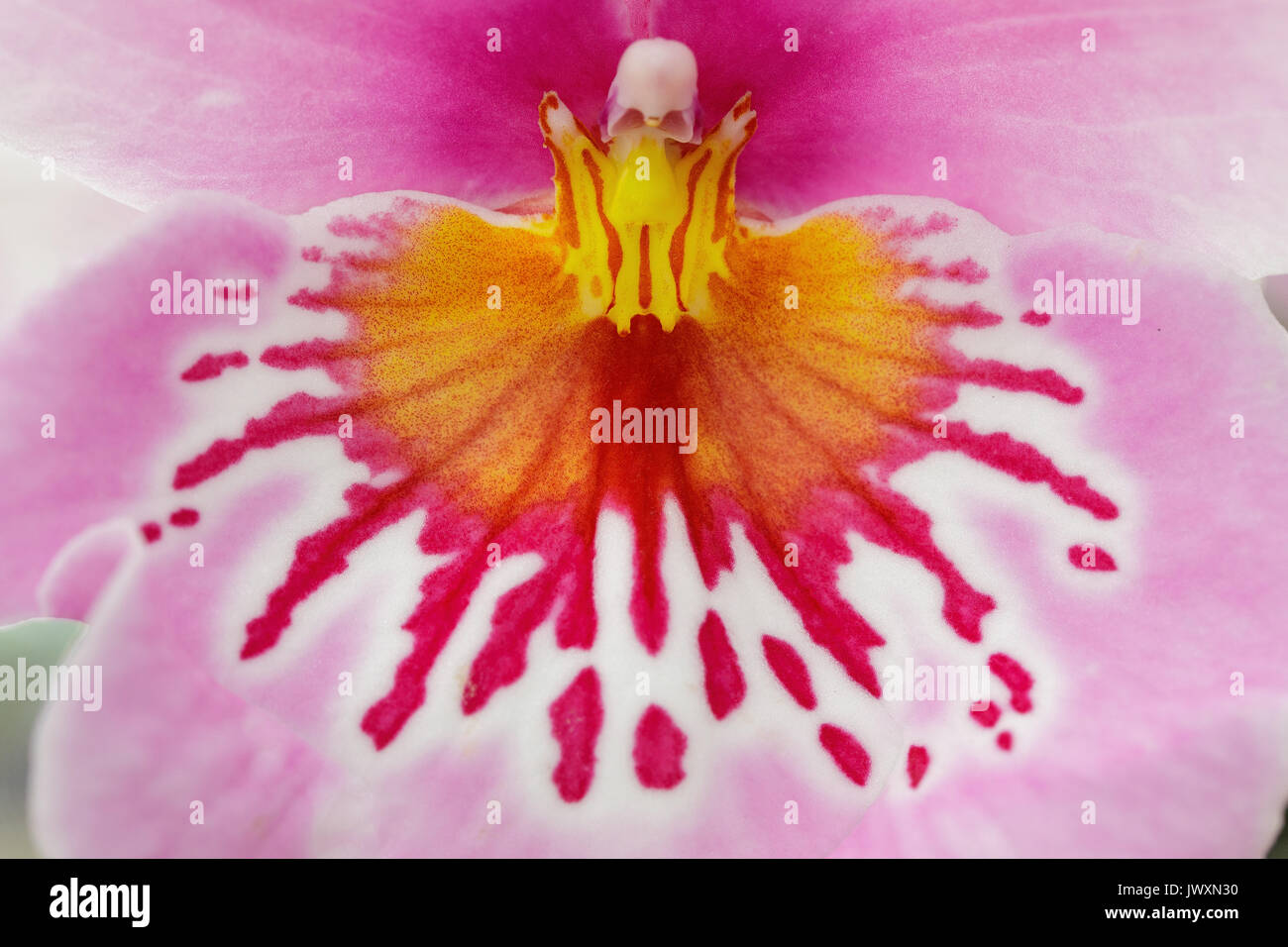 Makro Fotografie einer Orchideenblüte Stockfoto