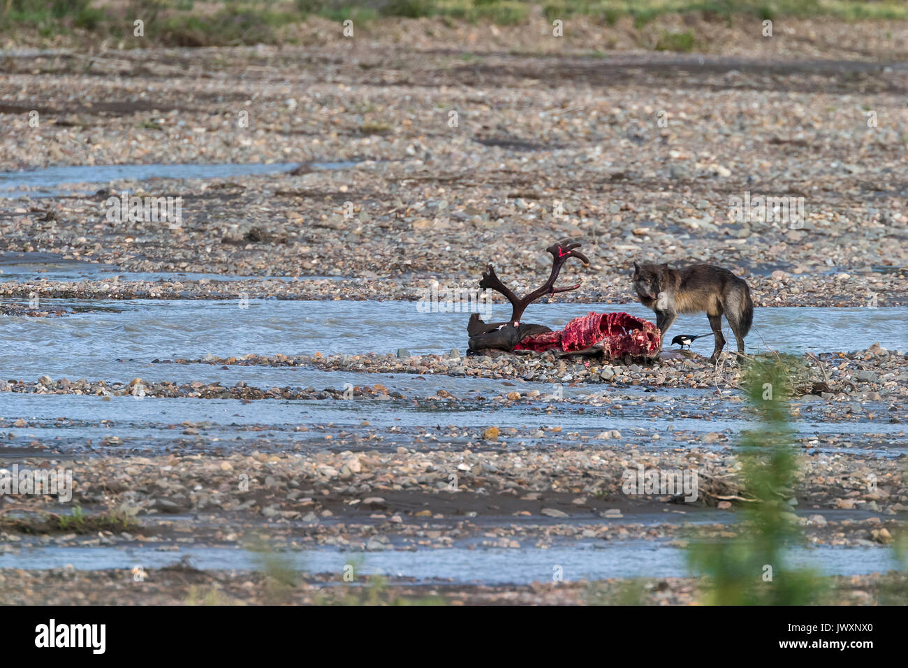 Grauer Wolf (Canis lupus) Ernährung auf Bull Caribou töten, Teklanika River, Alpha Männchen trägt ein Radio Kragen, Denali National Park Stockfoto