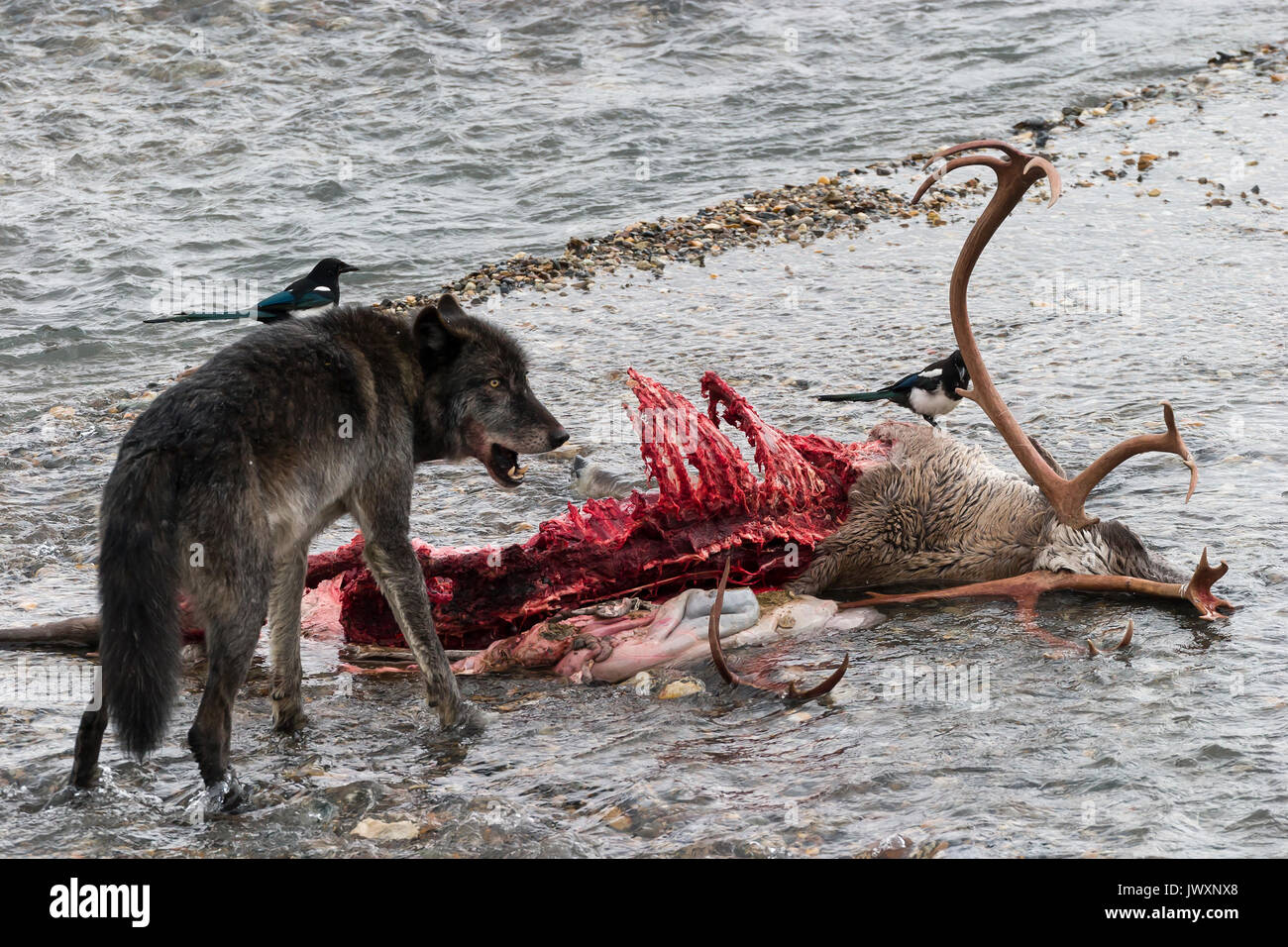 Grauer Wolf (Canis lupus) Alpha Männchen füttert auf Bull Caribou, die in der East Fork Toklat Fluss getötet hat, Magpie im Hintergrund, Denali Natio Stockfoto
