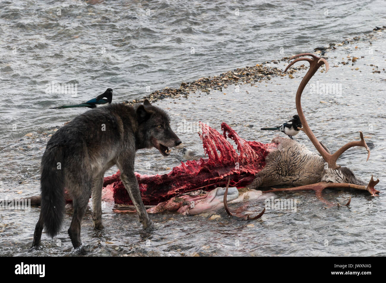 Grauer Wolf (Canis lupus) Alpha Männchen füttert auf Bull Caribou, die in der East Fork Toklat Fluss getötet hat, Magpie im Hintergrund, Denali Natio Stockfoto