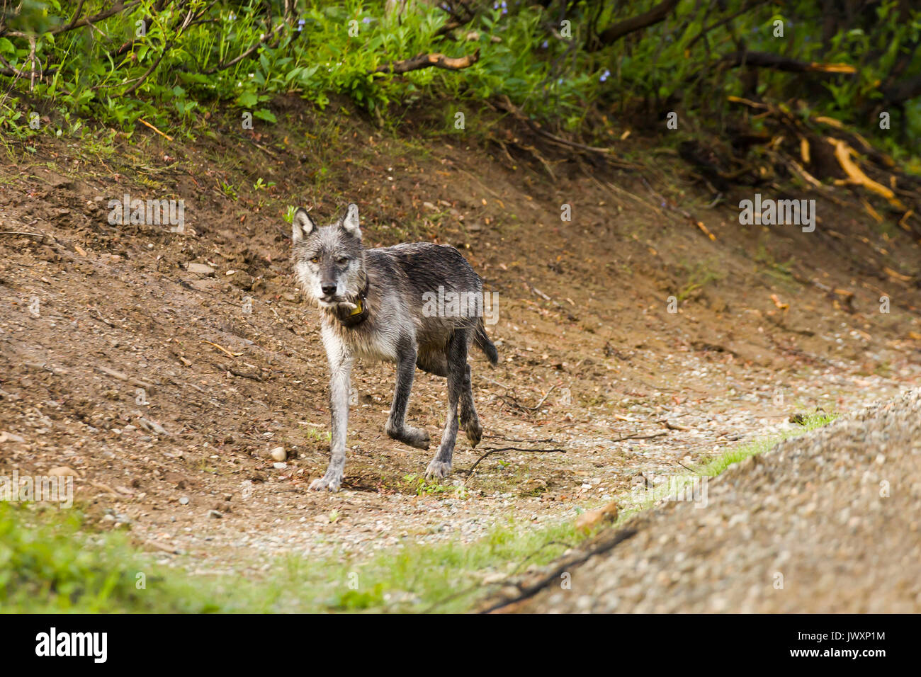 Grauer Wolf (Canis lupus) wieder in Seine Höhle. Alpha wolf Der Teklanika pack, Denali National Park Stockfoto