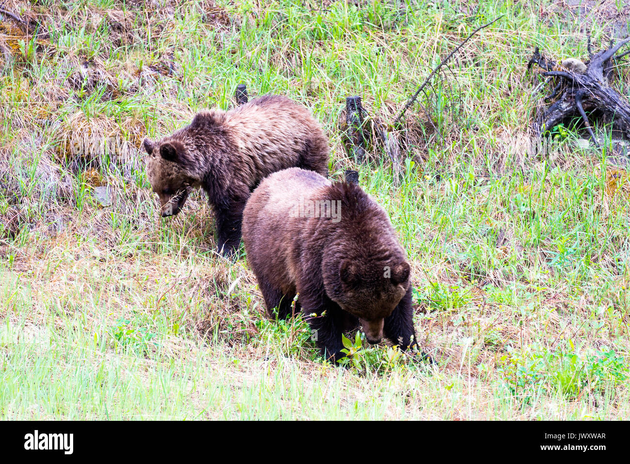 Eine Familie von Braunbären in einem Waldgebiet Clearing Jasper National Park, Alberta, Kanada Stockfoto