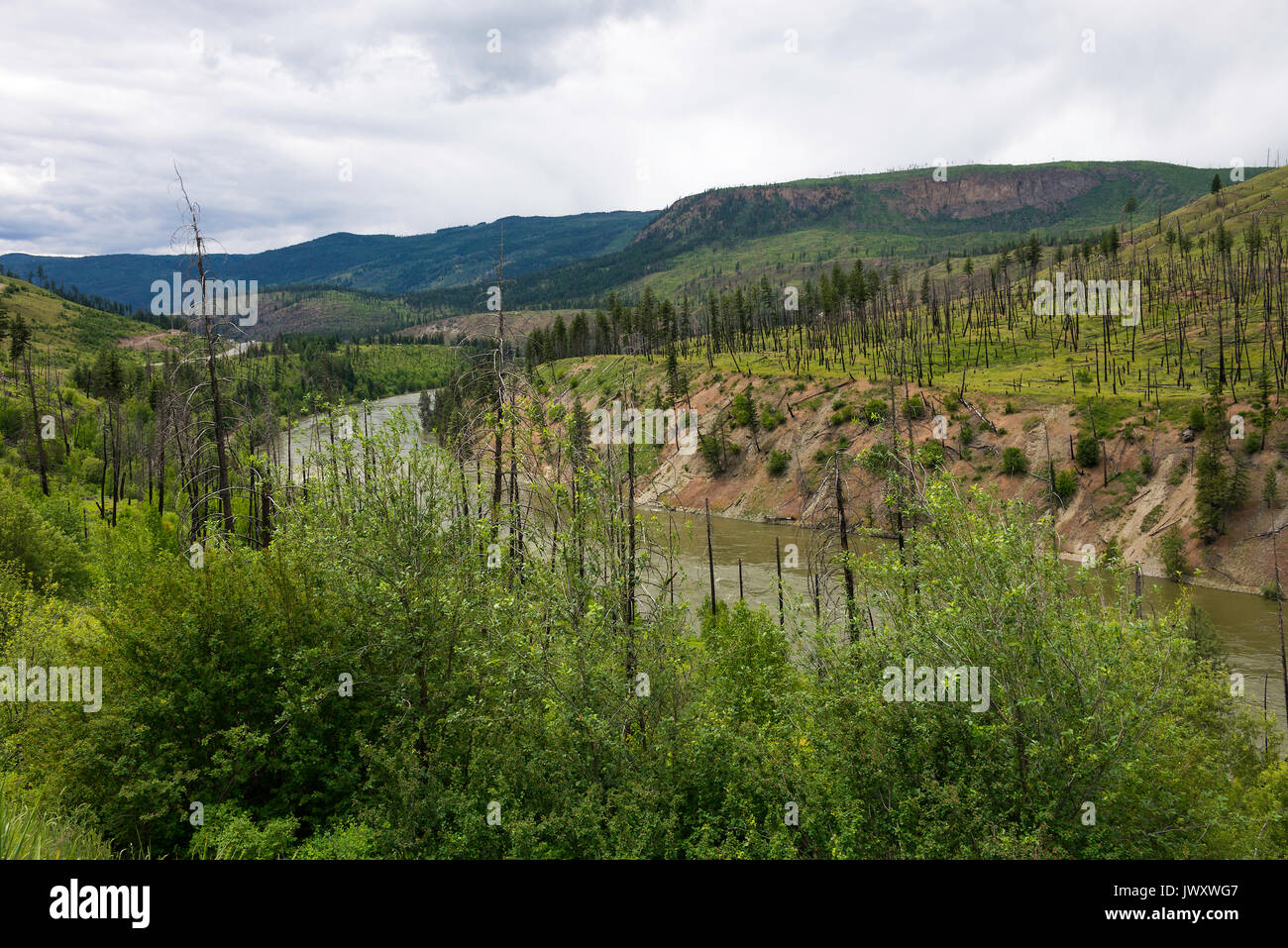 Das Thompson River fließt durch Brand beschädigt Waldgebiet in der nähe von Kamloops British Columbia Kanada Stockfoto