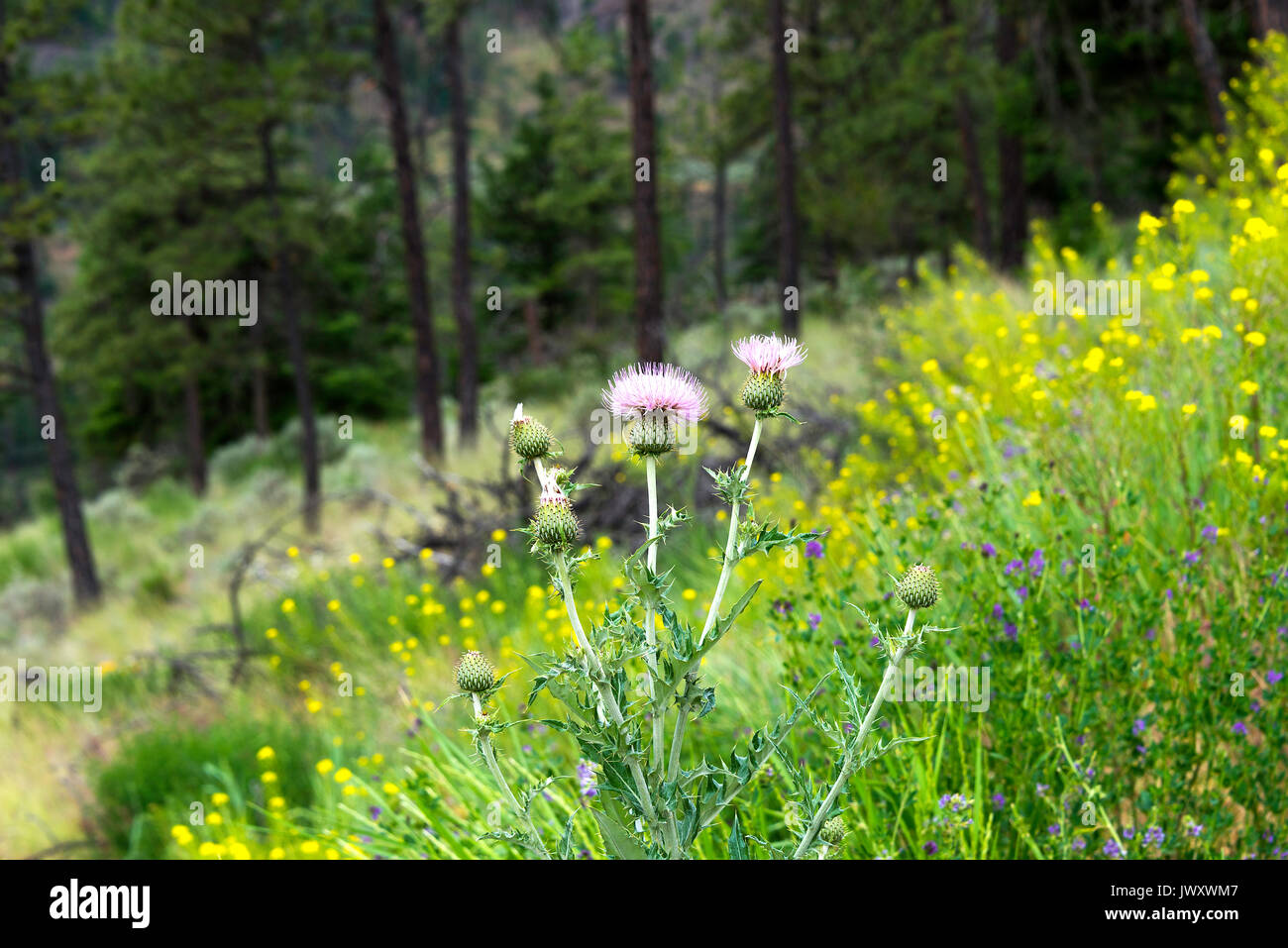 Ein Kanada Thistle sitzt unter den wilden Blumen auf einem Kurz am Straßenrand in der Nähe Pavillon British Columbia Kanada Stockfoto