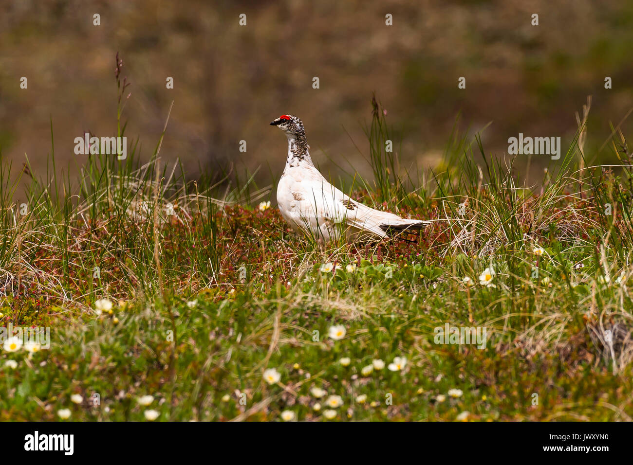 Willow ptarmigan (Lagopus lagopus) Männliche ruht auf offene Tundra, Denali National Park, Alaska Stockfoto