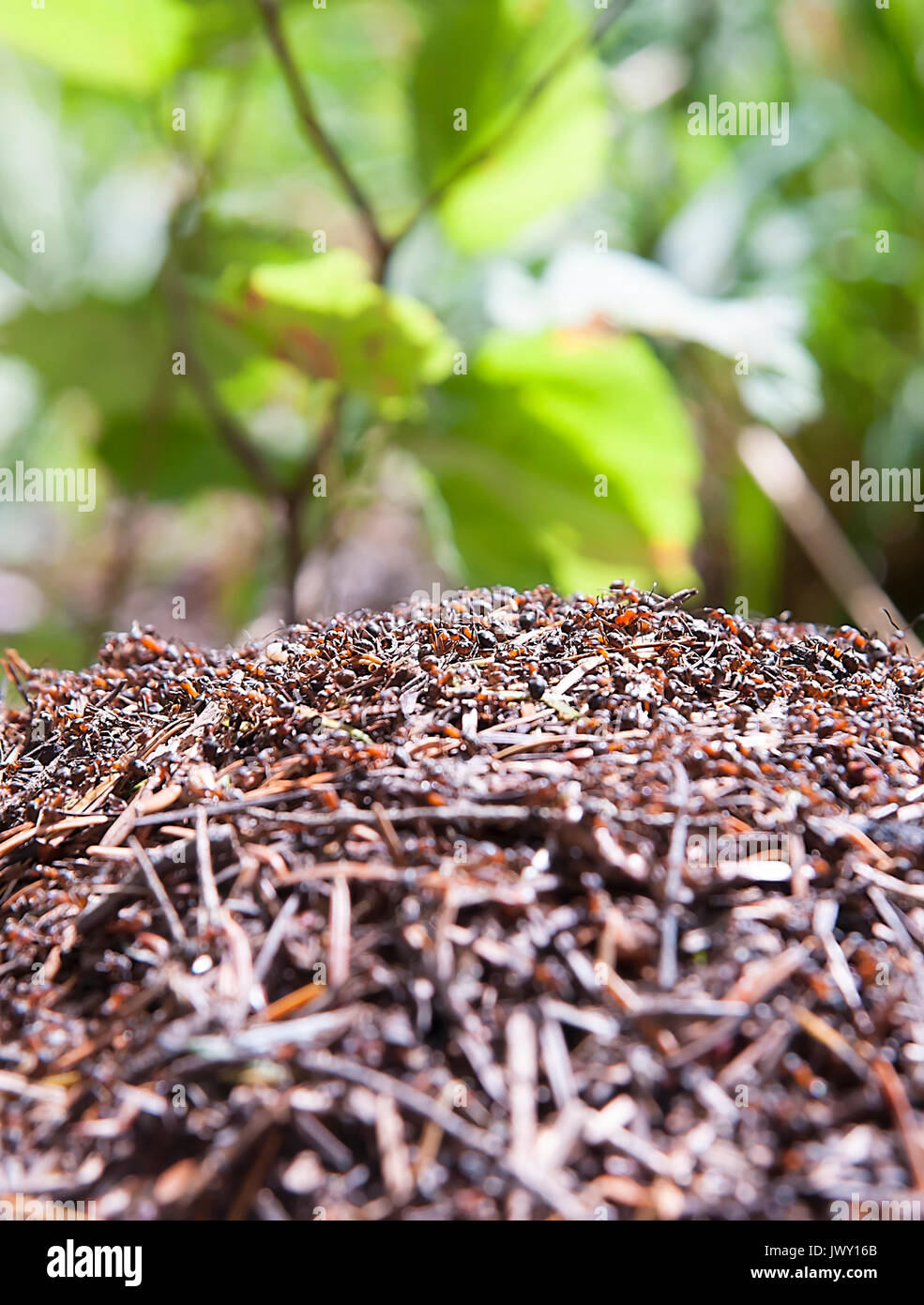 Ameisenhaufen mit unscharfen Hintergrund im Wald. Makro Stockfoto