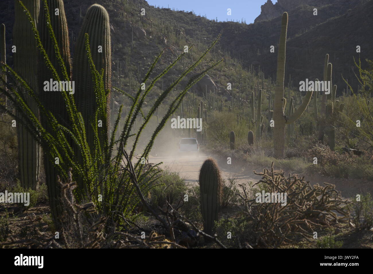 Strafverfolgung Patrouillen ein Rennen auf Bajada Schleifenfahrt in Saguaro National Park West, Sonoran Wüste, Tucson, Arizona, USA. Stockfoto