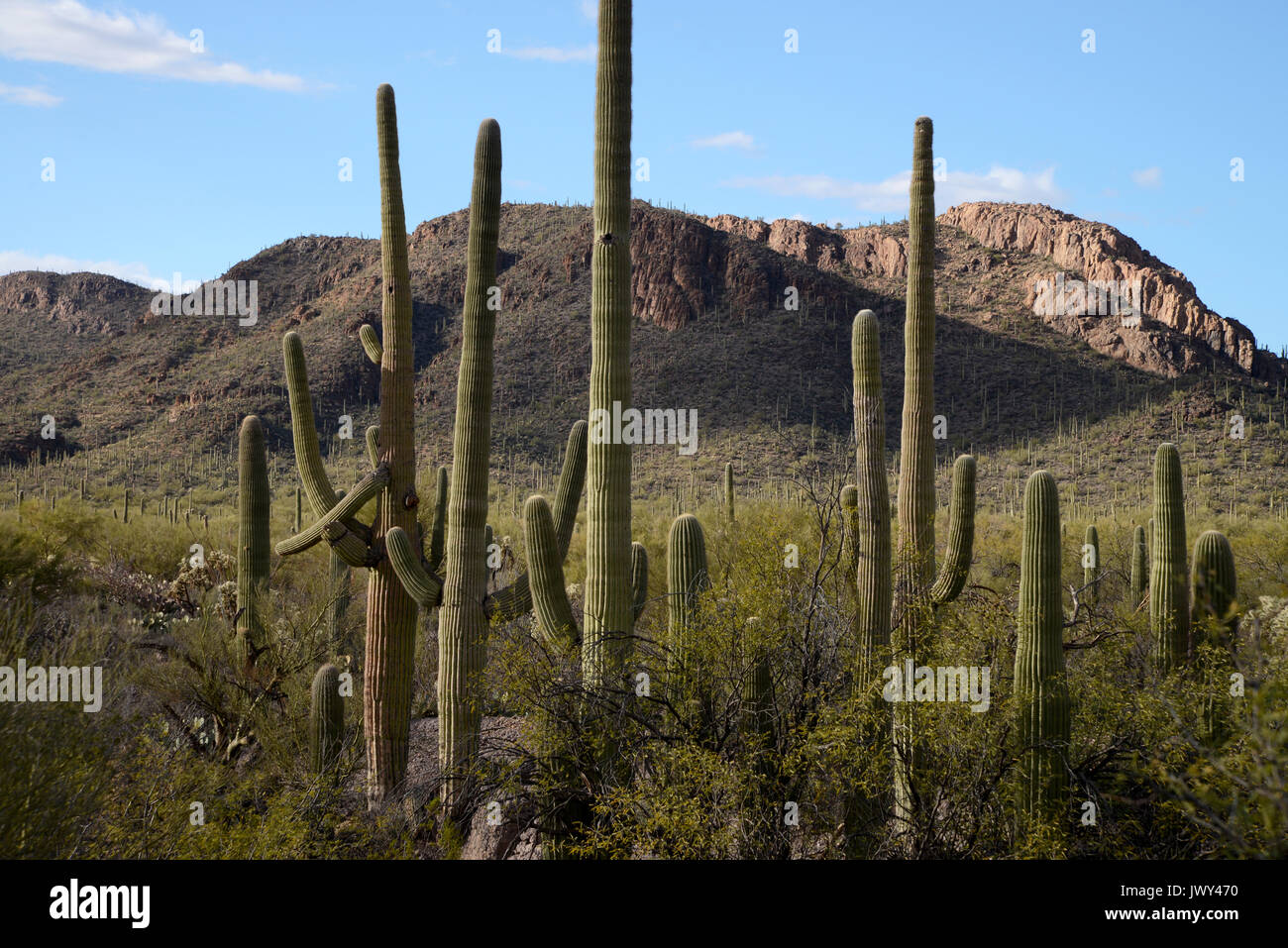 Saguaro Kaktus, Carnegiea gigantea, wachsen in der Sonora Wüste, Tucson Mountain Park, Tucson, Arizona, USA. Stockfoto