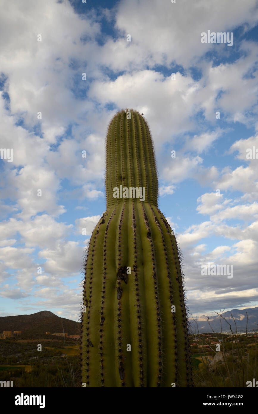 Saguaro Kaktus, Carnegiea gigantea, wachsen in der Sonora Wüste, Tucson Mountain Park, Tucson, Arizona, USA. Stockfoto