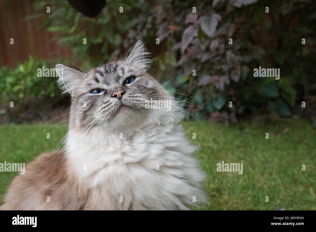 Nach wies Seal Lynx Ragdoll Cat Outdoor Portrait Stockfoto