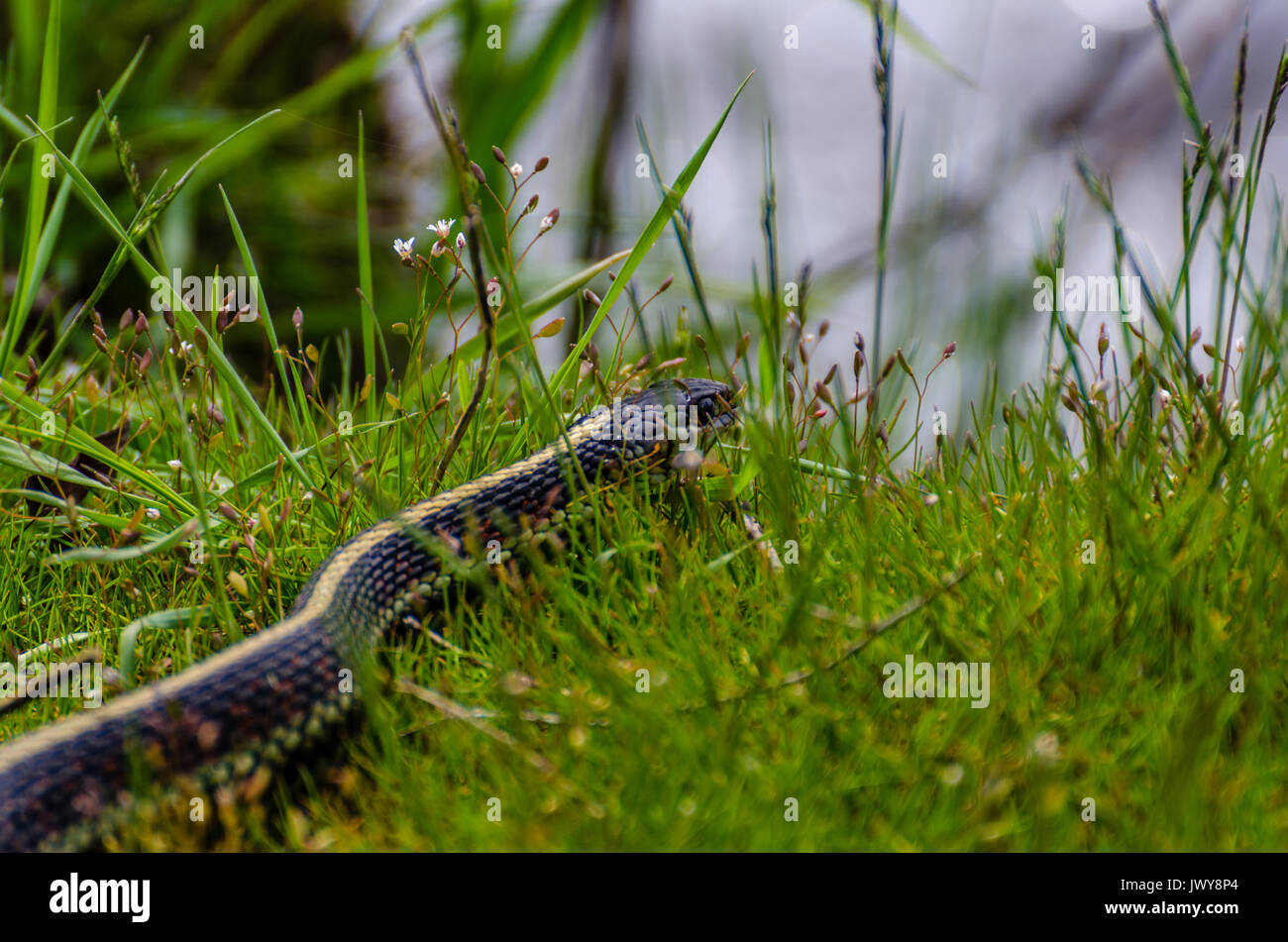 Strumpfband Schlange im Gras an Turnbull National Wildlife Refuge, Cheney, Washington ruht. Stockfoto