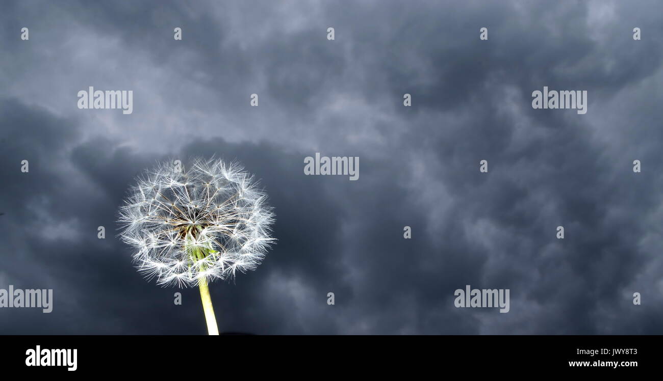 Dandelion Clock in einem Sturm Stockfoto