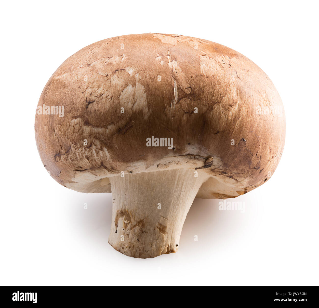 Weiß Pilz auf einem weißen Hintergrund. Stockfoto