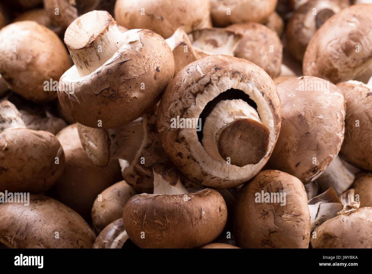 Nahaufnahme der weißen Pilze. Stockfoto