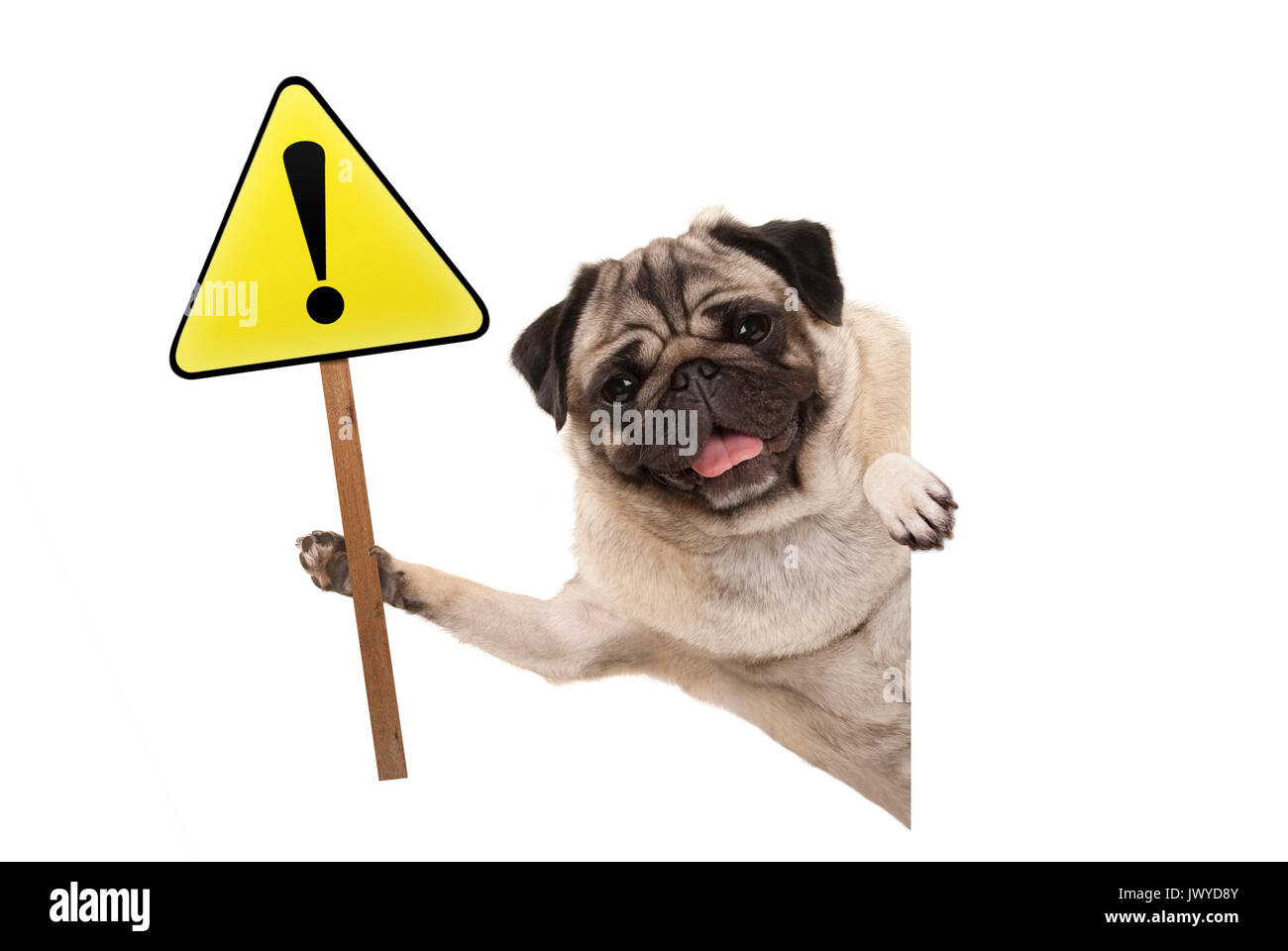 Lächelnd Mops Welpen hund Holding gelb Warnung, Achtung Schild mit Ausrufezeichen, auf weißem Hintergrund Stockfoto