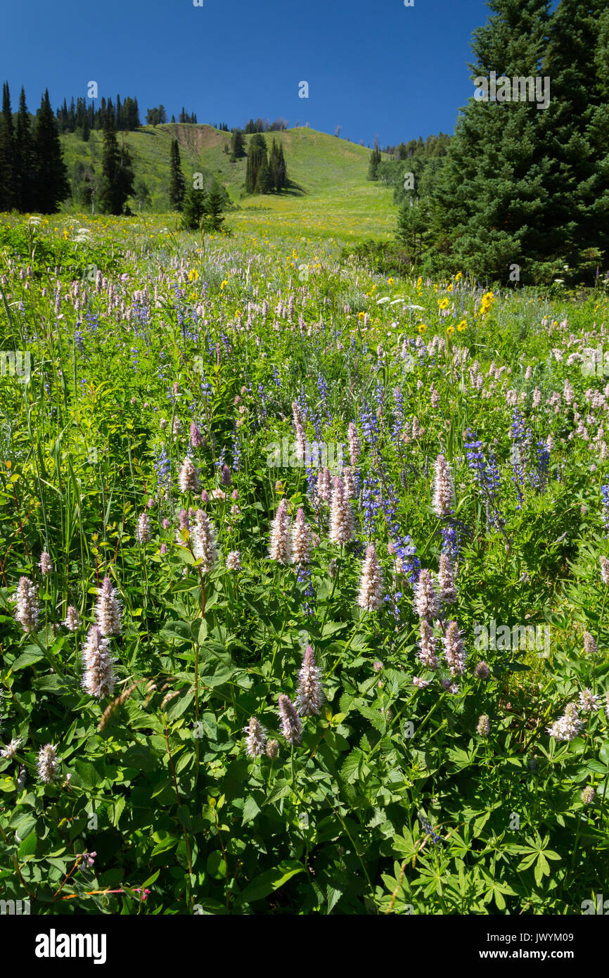 Ein großes Feld von Wildblumen hoch in den Snake River Berge entlang des Black Canyon Trail. Bridger-Teton National Forest, Wyoming Stockfoto