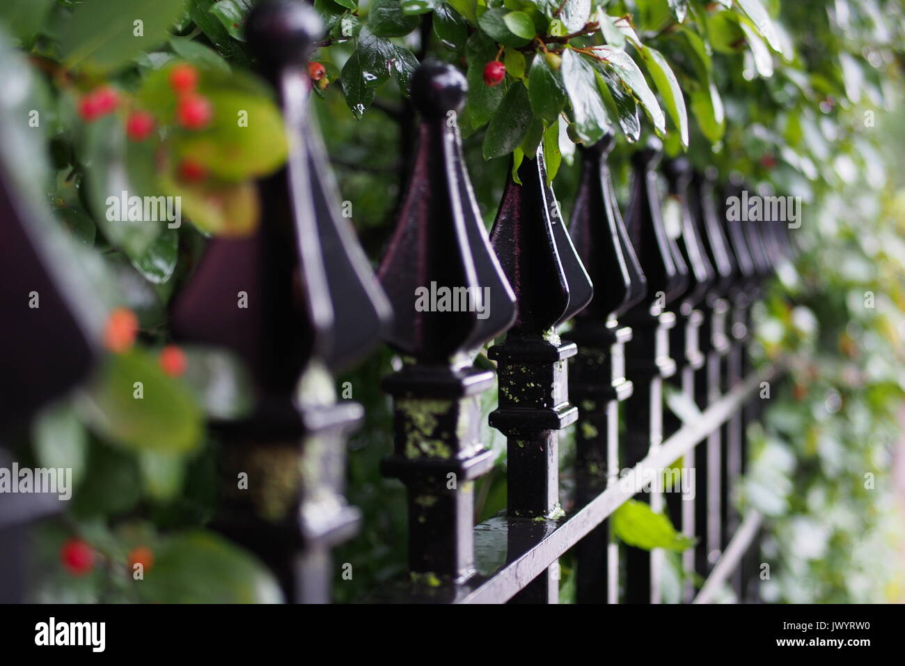 Schmiedeeiserne Geländer vor einem Glebe Garten, Ottawa, Ontario, Kanada. Stockfoto