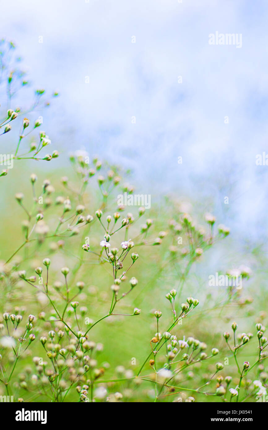 Kleine Defokussierten weißen Blüten (Gypsophila) im Sommer Tag Stockfoto