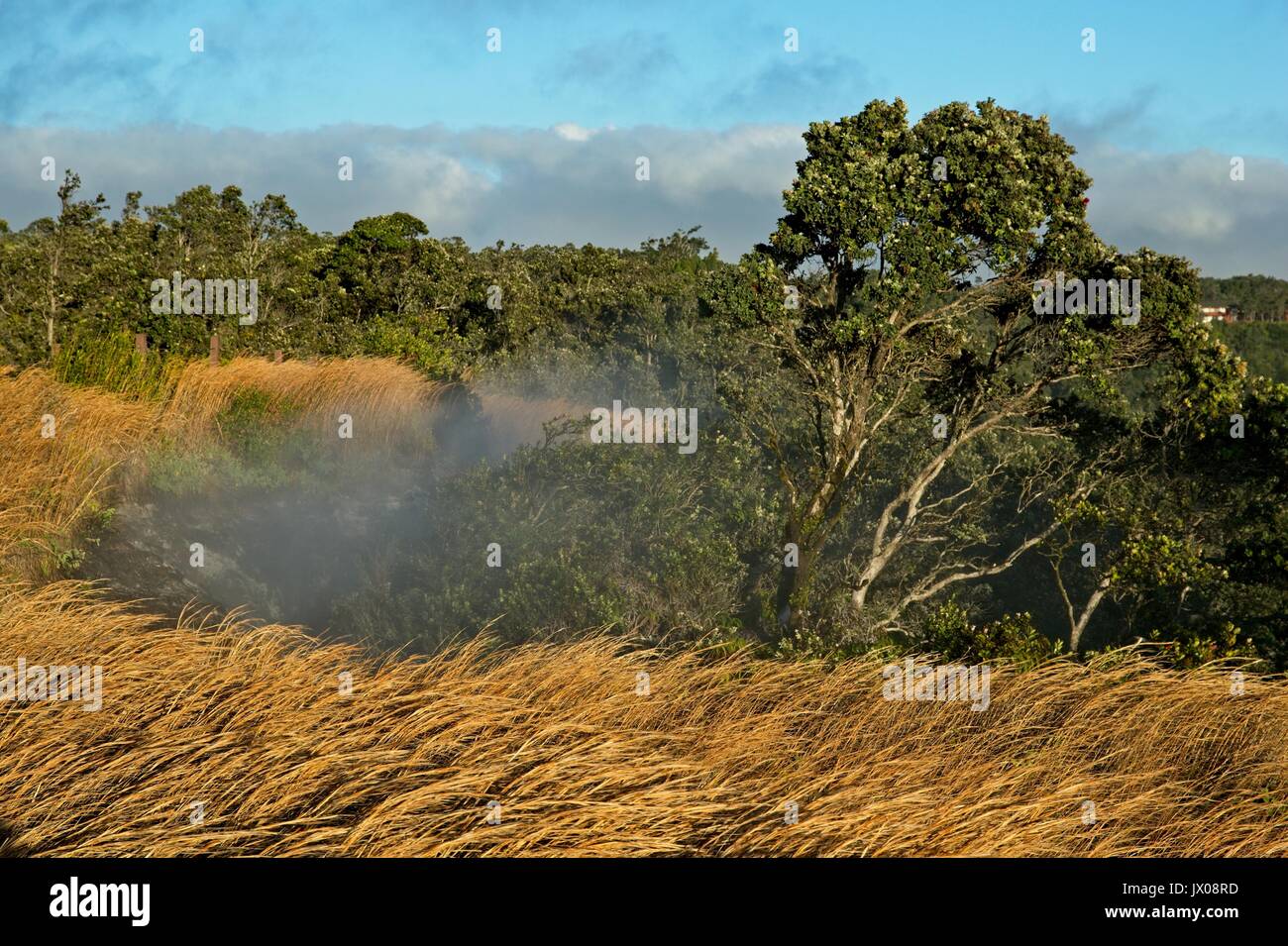 Dampfschlitze und dampfenden Bluff auf den Rand des Kilauea Vulkan, Vulkan National Park Stockfoto