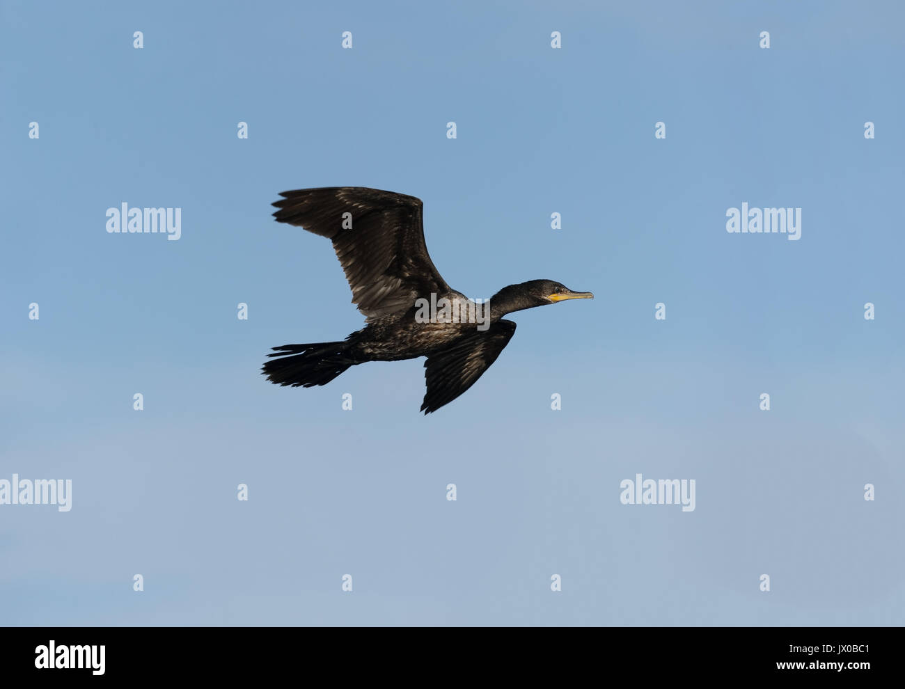 Ente fliegen Schwarz isoliert ist eine schwarze Ente fliegen in den Himmel mit Wasser immer noch an seine Federn. Stockfoto