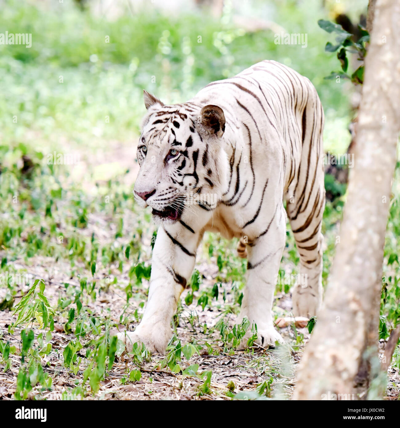 Weiße Tiger bei bannerghatta biologische Park, Bengaluru. Stockfoto