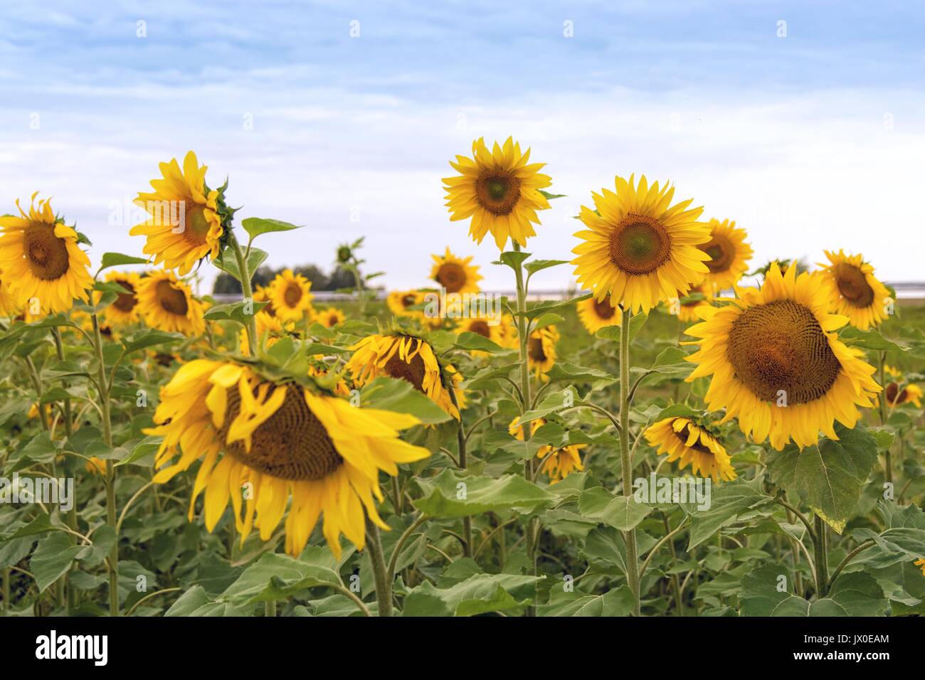 Landwirtschaft Szene, Sonnenblumen Feld an bewölkten Sommertag Stockfoto