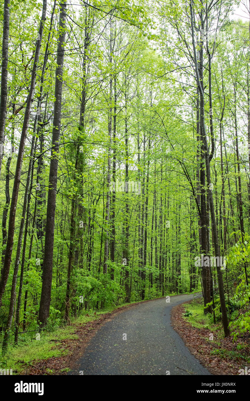 Von Bäumen gesäumten Weg leuchtet grün im frühen Frühling Stockfoto