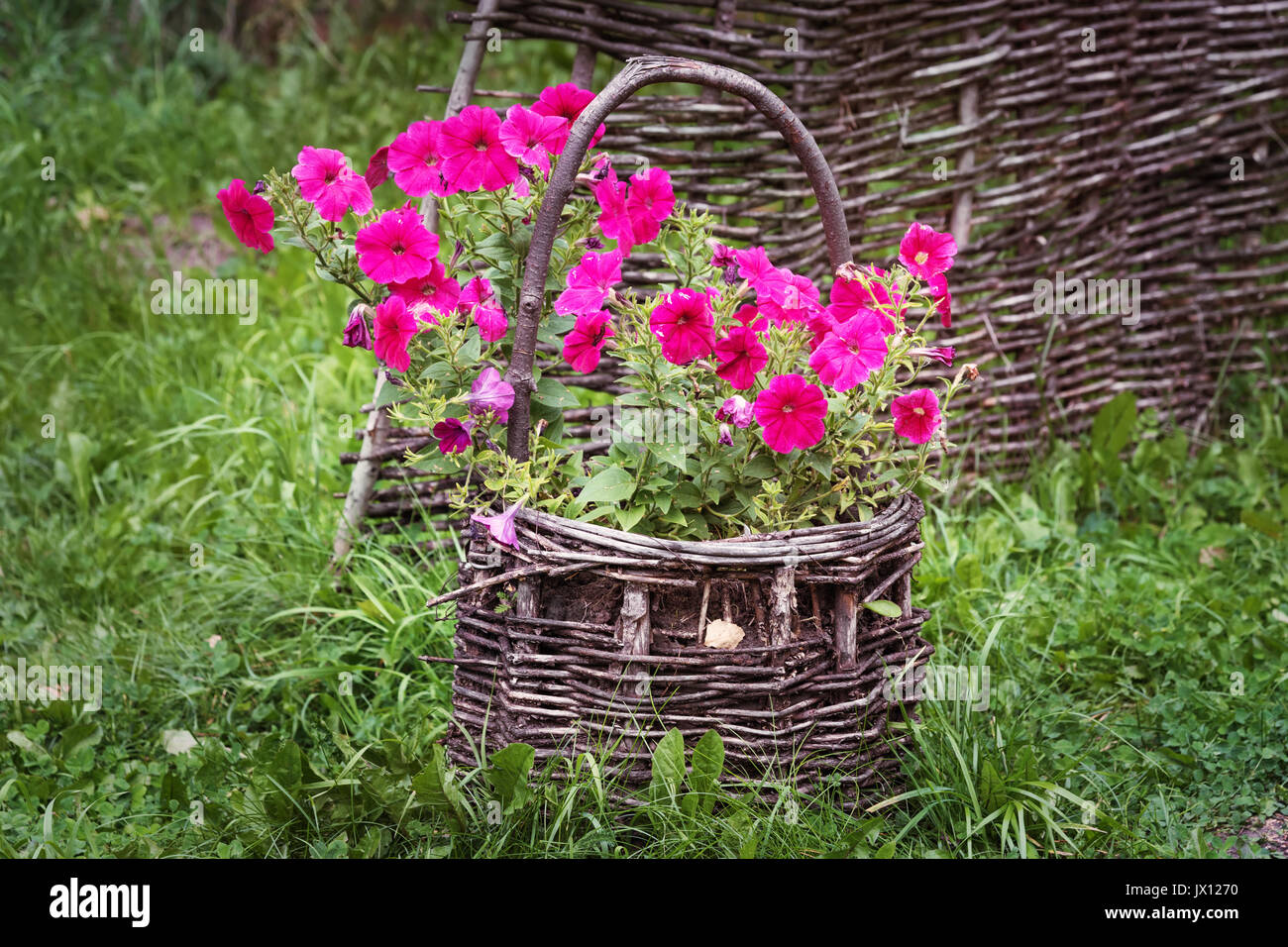 Weidenkorb mit natürlichen Petunia Blumen Stockfoto
