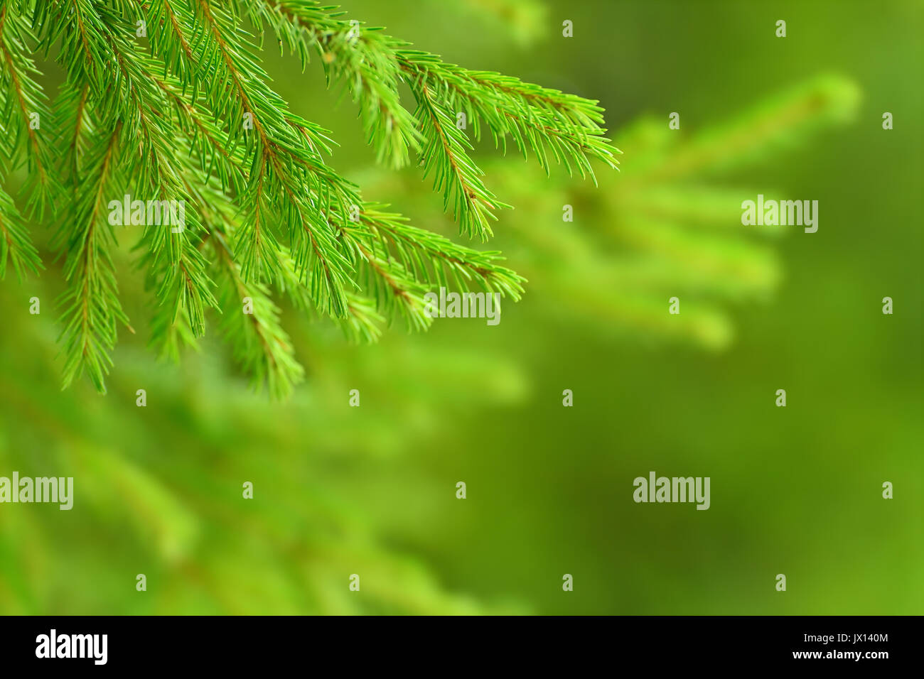Grüne Tanne oder kiefer Filialen auf Natur sonnige Hintergrund Stockfoto