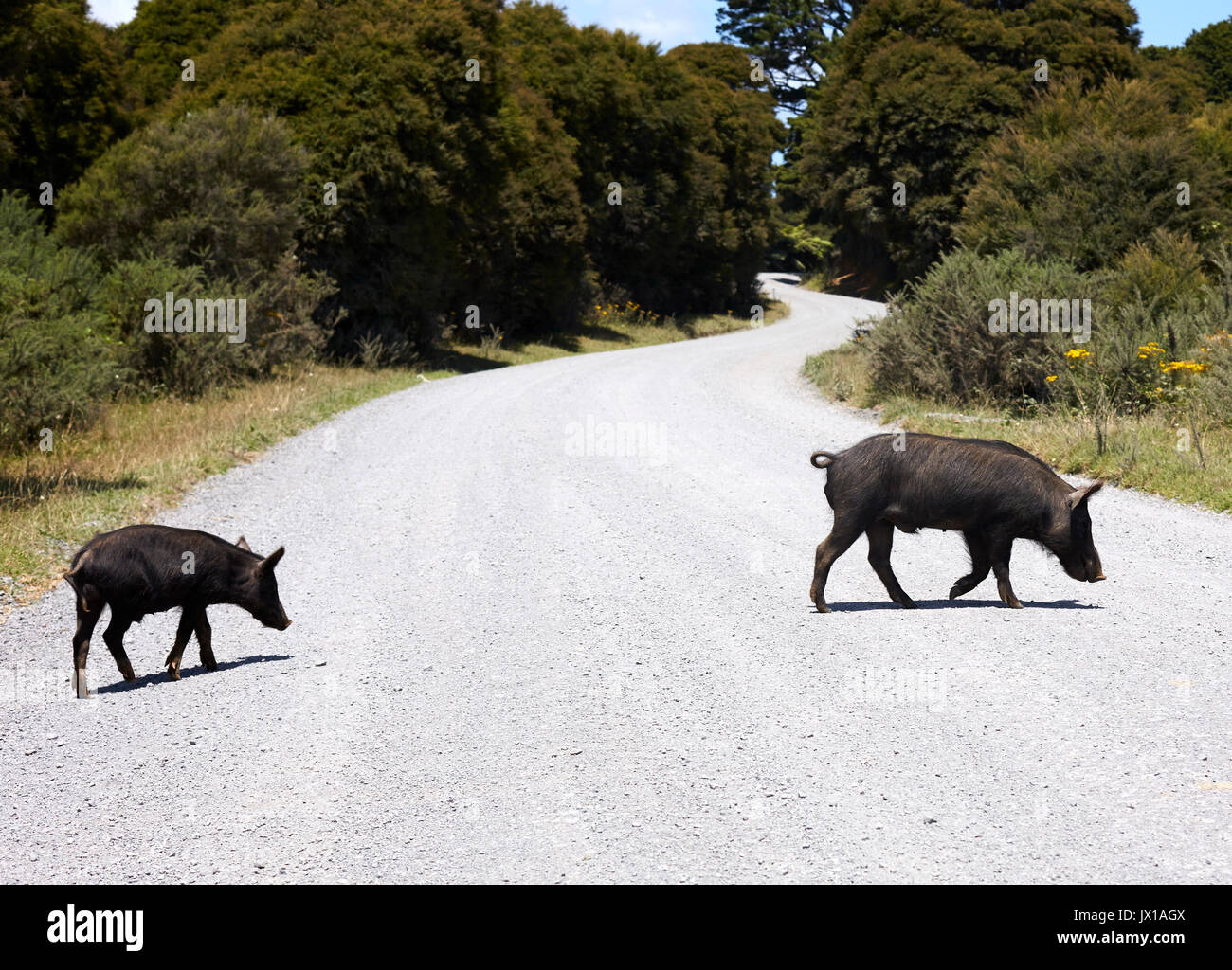 Wilde schweine Kreuzung kies Rd Stockfoto