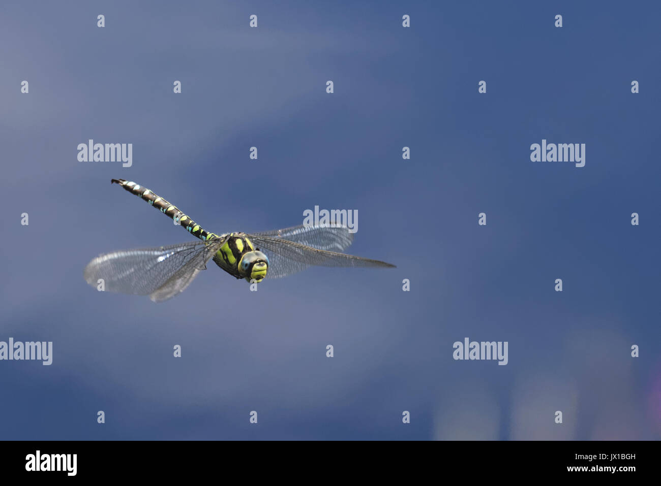 Die Libelle fliegt über dem grünen Teich. Stockfoto