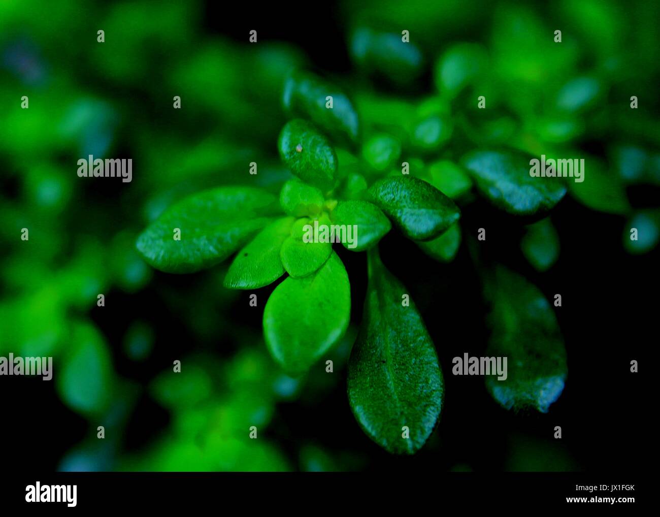 In der Nähe von frischem winzig-kleine grüne Pflanzen wachsen auf nasser feuchter Oberfläche - Ziegel - Wand eines Home Garten in Sri Lanka Stockfoto