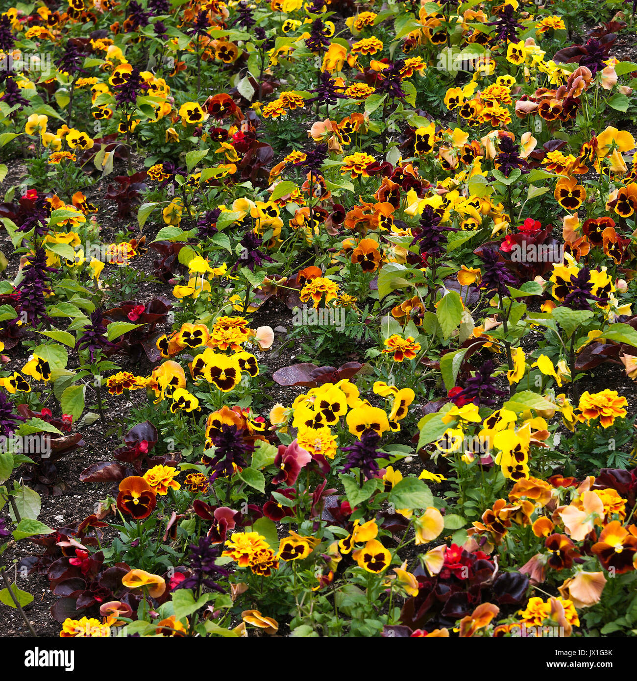 Eine schöne Darstellung der Bunte Stiefmütterchen Blumen in voller Blüte bei den Butchart Gardens Victoria Vancouver Island British Columbia Kanada Stockfoto
