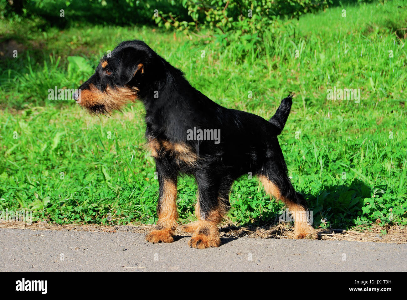 Deutsche Jagd terrier Black and Tan, stehend auf dem Gras Stockfoto