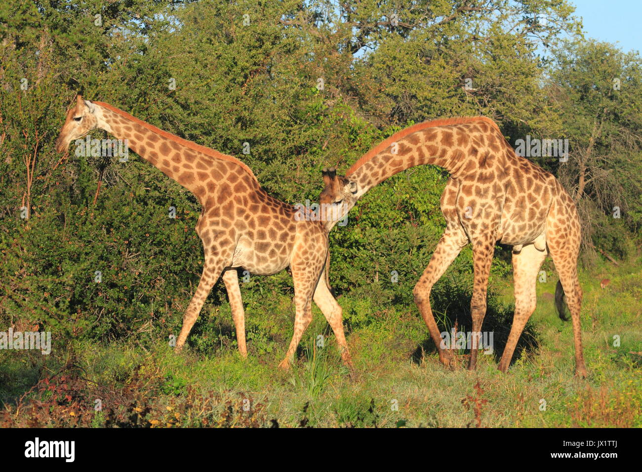 Femelles girafes en Chaleur suivie par un-mâle - - - Stockfoto