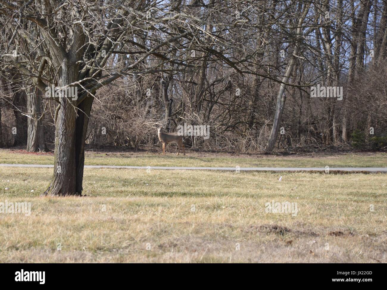 Reh im Feld Stockfoto