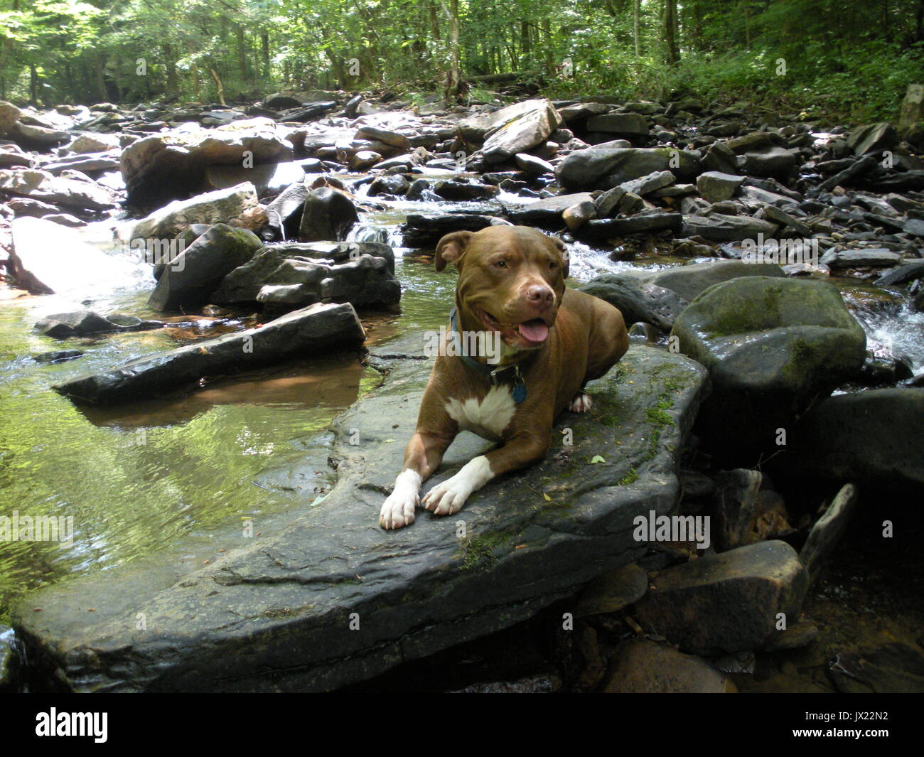 Red Nose pit bull sitzt auf einem Felsen in einem Bach. Stockfoto