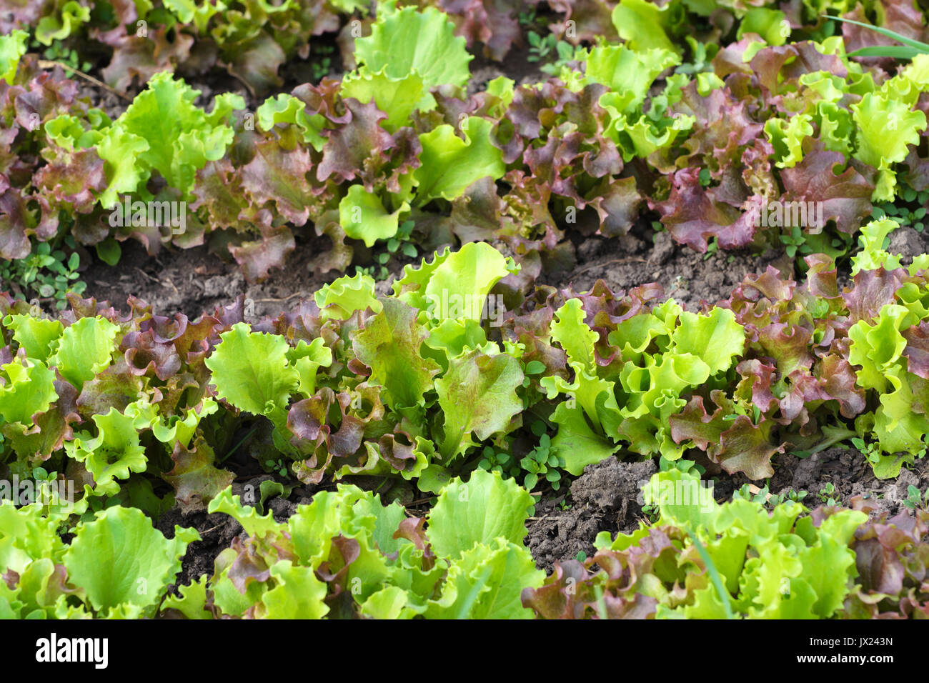Frischen grünen Salat oder Salat im Sommer Tag als natürlichen Hintergrund Stockfoto