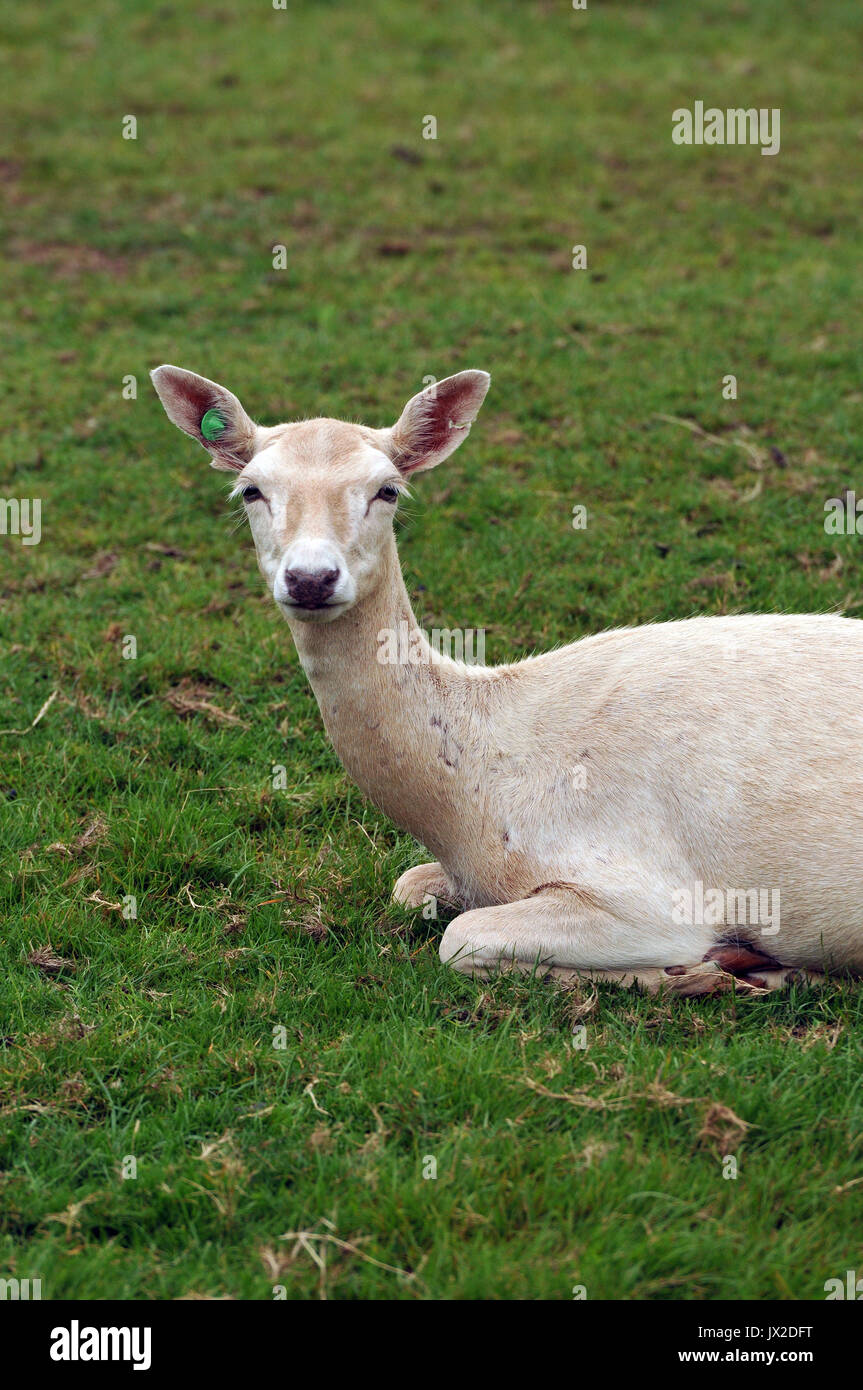 Eine Herde von einzelnen Damwild an Prideaux Place in Padstow Cornwall Deer Park wild Landwirtschaft Hirschfleisch aus Brache Herde Hirsch buck Rehe Landwirte est Stockfoto