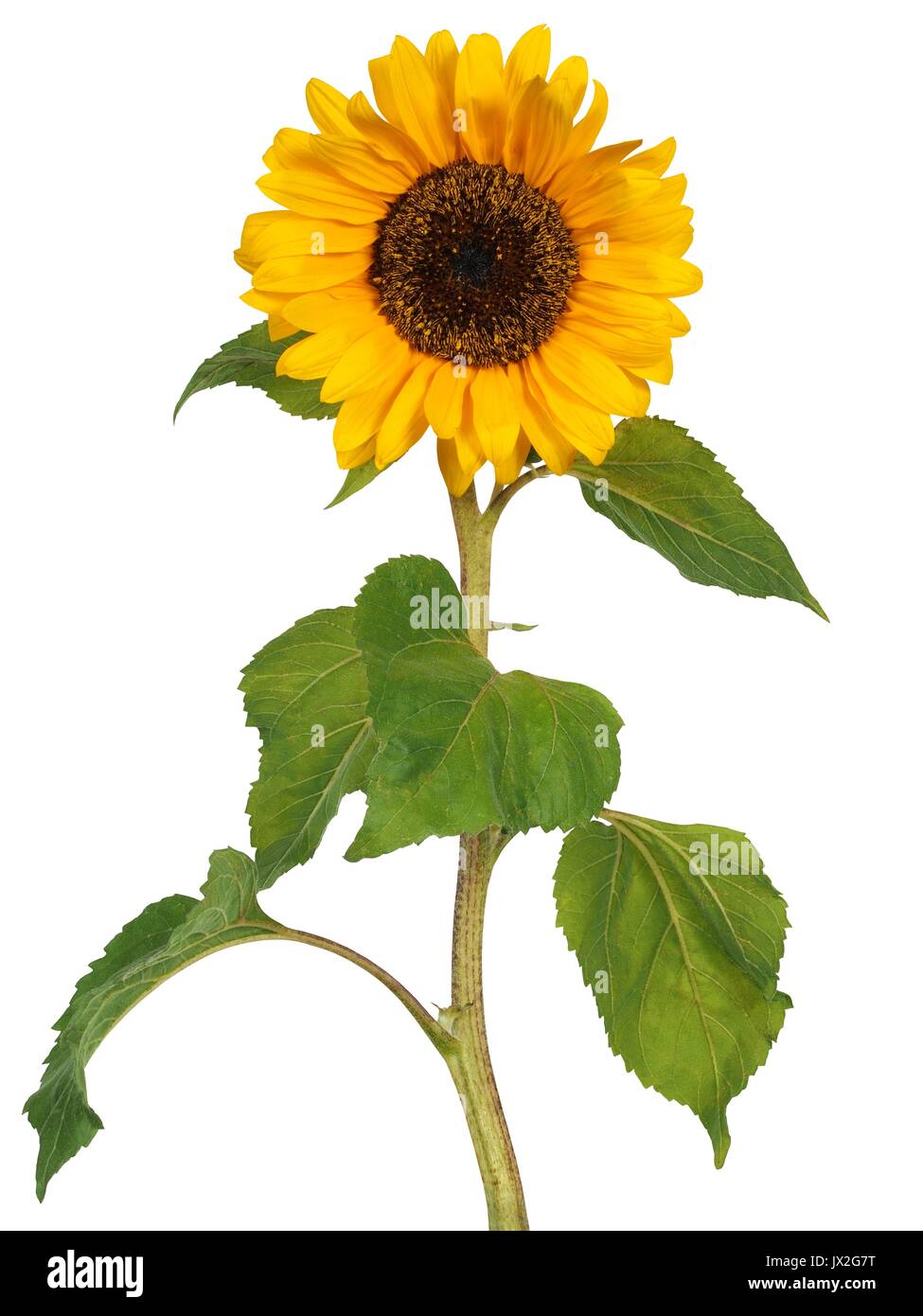 Sonnenblume mit Stiel auf weißem Hintergrund Stockfoto