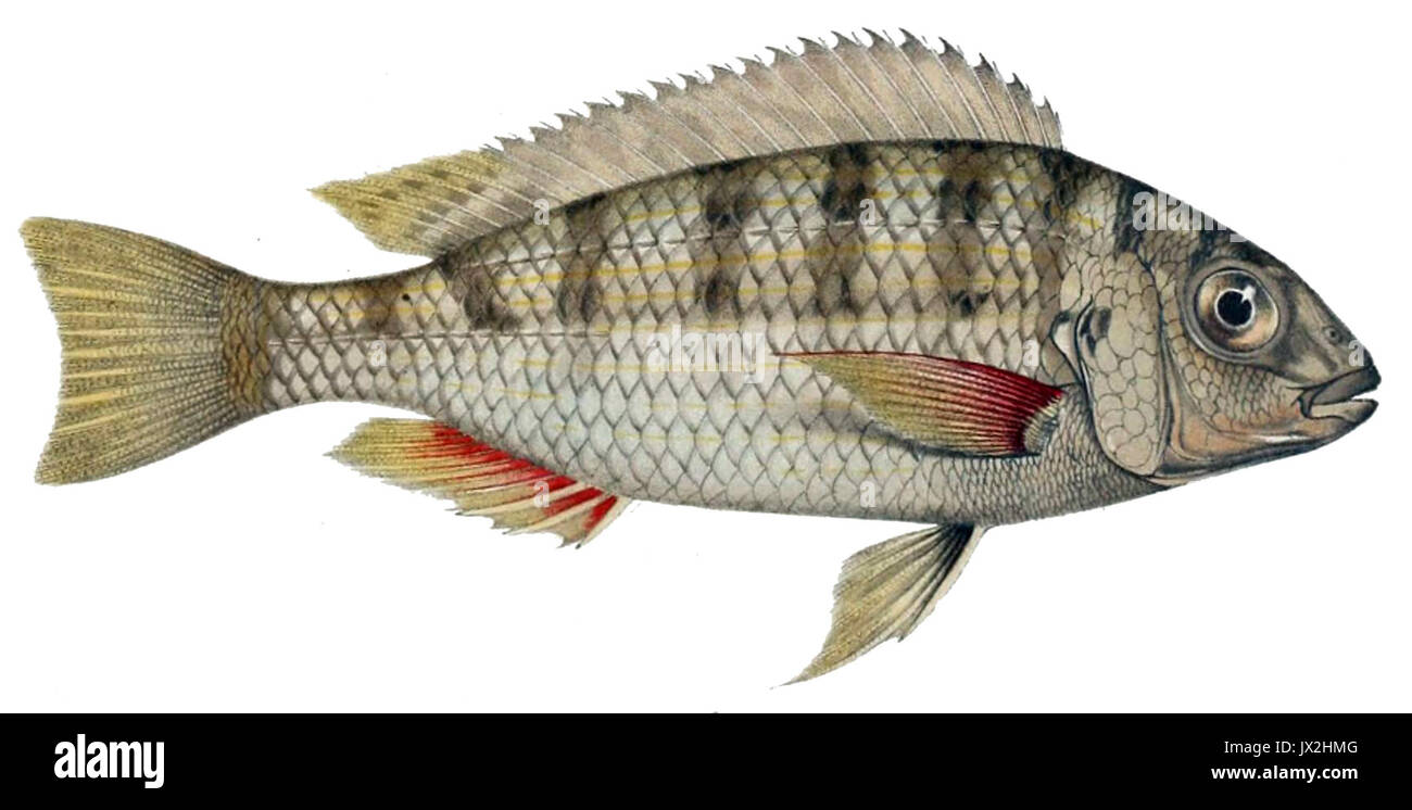 Limnotilapia dardennii Stockfoto