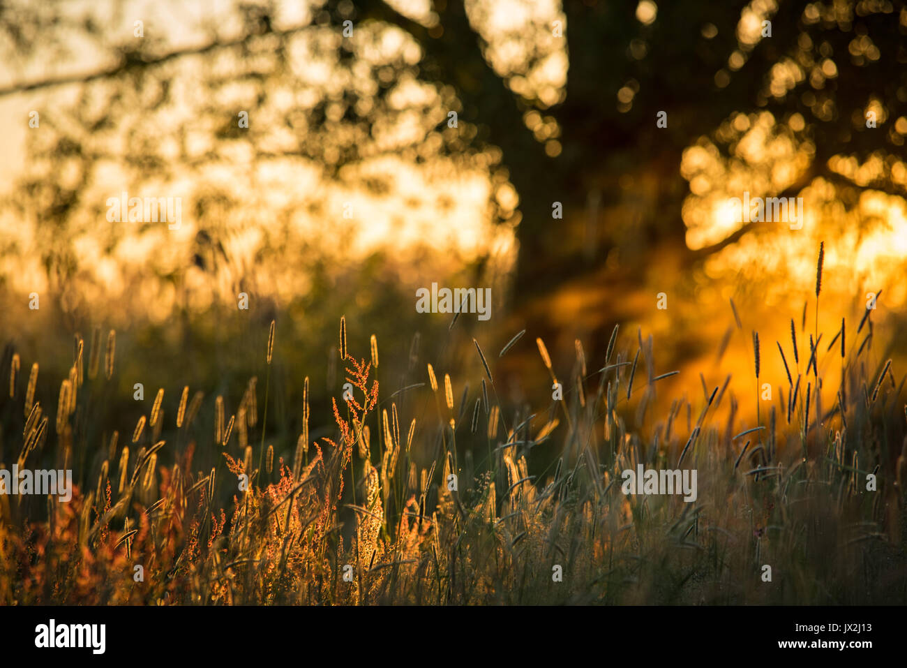 Detailansicht an der Wiese Pflanzen und Bäumen bei Sonnenaufgang. Stockfoto