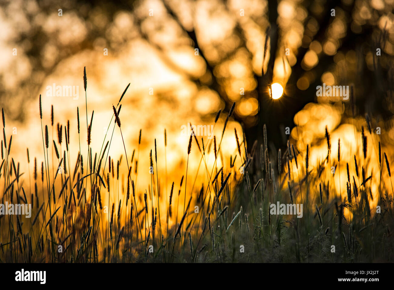 Detailansicht an der Wiese Pflanzen und Bäumen bei Sonnenaufgang. Stockfoto